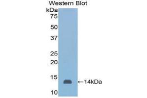 Western Blotting (WB) image for anti-Serum Amyloid A (SAA) (AA 20-122) antibody (Biotin) (ABIN1173882) (SAA 抗体  (AA 20-122) (Biotin))