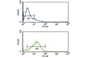 IRF8 antibody flow cytometry analysis of Jurkat cells (green) compared to a negative control (blue). (IRF8 抗体  (AA 241-269))