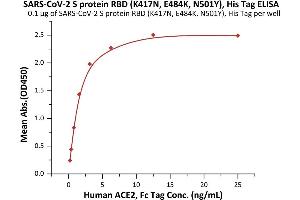 Immobilized SARS-CoV-2 S protein RBD (K417N, E484K, N501Y), His Tag (ABIN6973240) at 1 μg/mL (100 μL/well) can bind Human ACE2, Fc Tag (ABIN6952459,ABIN6952465) with a linear range of 0. (SARS-CoV-2 Spike S1 Protein (B.1.351 - beta, RBD) (His tag))