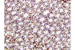 Formalin-fixed and paraffin embedded rabbit kidney tissue labeled with Anti-VEGF Polyclonal Antibody, Unconjugated (ABIN674829) followed by conjugation to the secondary antibody and DAB staining (VEGF 抗体)