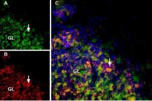 MmTx1 Toxin-ATTO Fluor-488 labels GABA(A) α1 receptor in rat cerebellum. (MmTx1 Toxin peptide (Atto 488))