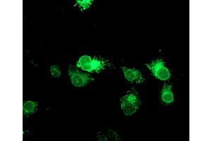 Anti-TPSG1 mouse monoclonal antibody (ABIN2455440) immunofluorescent staining of COS7 cells transiently transfected by pCMV6-ENTRY TPSG1 (RC222359). (TPSG1 抗体  (AA 20-283))