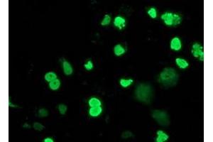 Immunofluorescence (IF) image for anti-Myocyte Enhancer Factor 2C (MEF2C) antibody (ABIN1499362) (MEF2C 抗体)