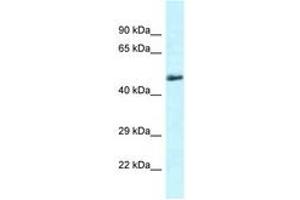 Image no. 1 for anti-Solute Carrier Family 1 (Glutamate/Neutral Amino Acid Transporter), Member 4 (SLC1A4) (C-Term) antibody (ABIN6747660) (SLC1A4 抗体  (C-Term))
