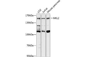 Western blot analysis of extracts of various cell lines, using MKL2 antibody  at 1:3000 dilution. (MKL2 抗体  (AA 170-300))