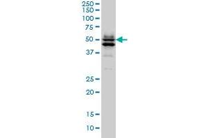 GATA2 monoclonal antibody (M02), clone 1G5 Western Blot analysis of GATA2 expression in Hela S3 NE . (GATA2 抗体  (AA 1-102))