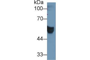 Western Blot; Sample: Human Serum; Primary Ab: 1µg/ml Rabbit Anti-Human CEACAM1 Antibody Second Ab: 0.