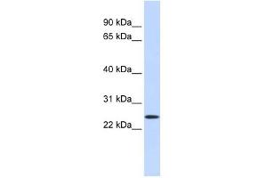 PRRG1 antibody used at 1 ug/ml to detect target protein. (PRRG1 抗体)