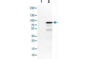 Western Blot analysis of Lane 1: negative control (vector only transfected HEK293T cell lysate) and Lane 2: over-expression lysate (co-expressed with a C-terminal myc-DDK tag in mammalian HEK293T cells) with HNF1B monoclonal antibody, clone CL0374 . (HNF1B 抗体)