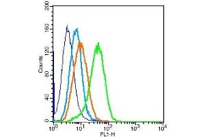 cells probed with Rabbit Anti-Calponin 2 + 3 Polyclonal Antibody (CNN2 抗体  (AA 101-200))