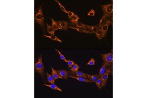Immunofluorescence analysis of NIH/3T3 cells using BDKRB2 Rabbit pAb (ABIN3016822, ABIN3016823, ABIN3016824 and ABIN6219849) at dilution of 1:100. (BDKRB2 抗体  (AA 302-391))