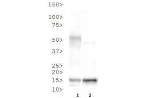 Western Blot of Rabbit Anti-Histone H3 [Trimethyl Lys37] Antibody.