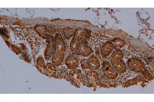 Detection of MUC2 in Porcine Colon Tissue using Polyclonal Antibody to Mucin 2 (MUC2) (MUC2 抗体  (AA 36-351))
