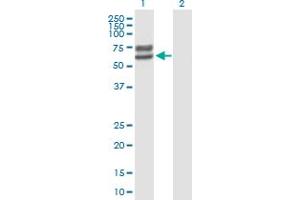 Western Blot analysis of LCTL expression in transfected 293T cell line by LCTL MaxPab polyclonal antibody. (LCTL 抗体  (AA 1-567))