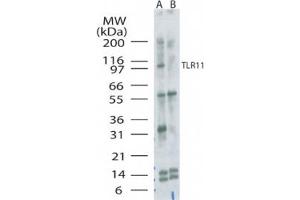 Image no. 1 for anti-Toll-Like Receptor 11 (Tlr11) (AA 900-950) antibody (ABIN301711) (TLR11 抗体  (AA 900-950))