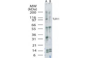 Image no. 1 for anti-Toll-Like Receptor 11 (Tlr11) (AA 900-950) antibody (ABIN301711)