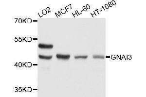 Western blot analysis of extract of various cells, using GNAI3 antibody. (GNAI3 抗体)