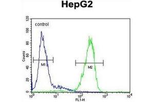Flow cytometric analysis of HepG2 cells using TMEM112B / TMEM153 Antibody (C-term) Cat. (LMF2 抗体  (C-Term))