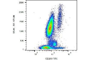 Surface staining of CD200 in human peripheral blood with anti-CD200 (OX-104) FITC. (CD200 抗体  (FITC))