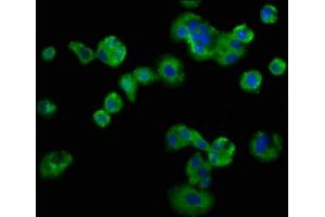 Immunofluorescence staining of HepG2 cells with ABIN7158426 at 1:133, counter-stained with DAPI. (LSR 抗体  (AA 112-233))