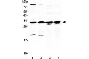 Western blot testing of 1) rat testis, 2) mouse testis, 3) human MCF7 and 4) human A549 lysate with RPS6 antibody at 0. (RPS6 抗体  (AA 13-52))