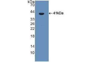 Detection of Recombinant CSPG5, Rat using Polyclonal Antibody to Chondroitin Sulfate Proteoglycan 5 (CSPG5) (CSPG5 抗体  (AA 139-370))