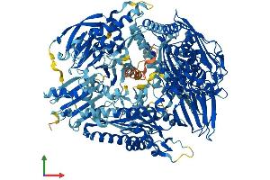 AlphaFold protein structure predicition of Mouse Recombinant Oplah Protein, UniprotID Q8K010 (OPLAH Protein (AA 1-1288) (His tag))