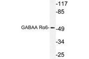 Western blot (WB) analysis of GABAA Rα6 antibody in extracts from Jurkat cells. (GABRA6 抗体)