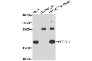 Immunoprecipitation analysis of extracts of HepG2 cells using HPCAL1 antibody. (HPCAL1 抗体  (AA 1-193))