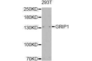 Western blot analysis of extracts of 293T, using GRIP1 Antibody (ABIN2562942) at 1:1000 dilution.