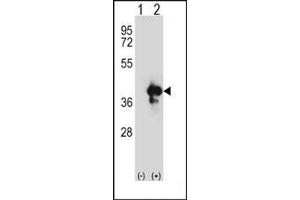 Image no. 3 for anti-Apurinic/Apyrimidinic Endonuclease 1 (APEX1) (AA 40-70), (N-Term) antibody (ABIN358027) (APEX1 抗体  (N-Term))