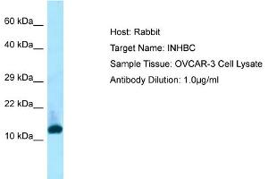 Host: RabbitTarget Name: INHBCAntibody Dilution: 1. (INHBC 抗体  (N-Term))