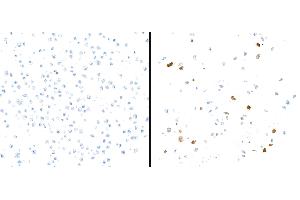 Immunocytochemistry (ICC) image for anti-Indoleamine 2,3-Dioxygenase 1 (IDO1) (AA 1-403) antibody (ABIN7449541) (Recombinant IDO1 抗体  (AA 1-403))