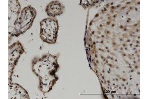 Image no. 1 for anti-WW Domain Containing Transcription Regulator 1 (WWTR1) (AA 201-300) antibody (ABIN599544) (WWTR1 抗体  (AA 201-300))
