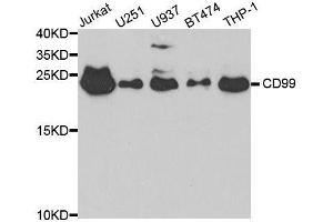 Western blot analysis of extracts of various cell lines, using CD99 antibody. (CD99 抗体  (AA 23-185))