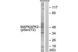 Western blot analysis of extracts from RAW264. (MAPKAP Kinase 2 抗体  (pSer272))