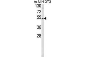 Western blot analysis of PISD Antibody (Center) in NIH-3T3 cell line lysates (35ug/lane). (PISD 抗体  (Middle Region))