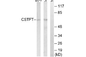 Western blot analysis of extracts from MCF-7 cells and Jurkat cells, using CSTF2T antibody. (CSTF2T 抗体)