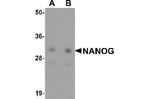 Western Blotting (WB) image for anti-Nanog Homeobox (NANOG) (Middle Region) antibody (ABIN1031009) (Nanog 抗体  (Middle Region))