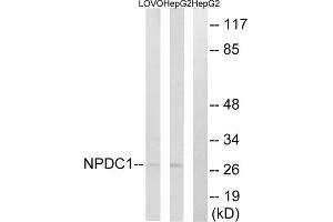 Western blot analysis of extracts from LOVO cells and HepG2 cells, using NPDC1 antibody. (NPDC1 抗体  (Internal Region))
