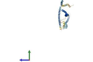 AlphaFold protein structure predicition of Mouse Recombinant Cep55 Protein, UniprotID Q8BT07 (CEP55 Protein (AA 1-462) (His tag))
