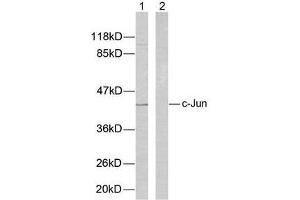 Western blot analysis of extracts from HeLa cells using c-Jun (Ab-73) antibody (E021003). (C-JUN 抗体)