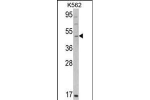 Western blot analysis of GATA2 Antibody (C-term) (ABIN390740 and ABIN2841005) in K562 cell line lysates (35 μg/lane). (GATA2 抗体  (C-Term))