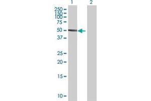 Western Blotting (WB) image for anti-POU domain, class 2, transcription factor 2 (POU2F2) (AA 1-400) antibody (ABIN519046)