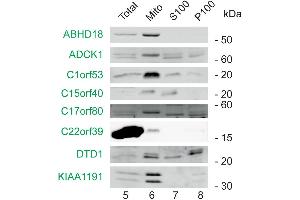 Subcellular fractions of HEK293T cells were analyzed by western blotting using antibodies directed against the indicated marker (black) and MitoCoP identified/validated proteins (green). (C1ORF53 抗体  (AA 81-145))