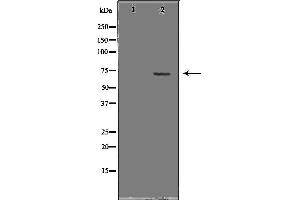Western blot analysis of extracts of HepG2, using KEAP1 antibody. (KEAP1 抗体  (N-Term))