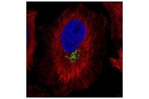 ICC/IF Image Confocal immunofluorescence analysis (Olympus FV10i) of paraformaldehyde-fixed HeLa, using GOLPH2, antibody (Green) at 1:1000 dilution. (GOLM1 抗体  (C-Term))