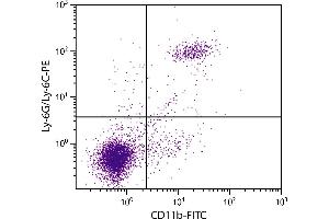 BALB/c mouse splenocytes were stained with Rat Anti-Mouse CD11b-FITC. (CD11b 抗体  (FITC))