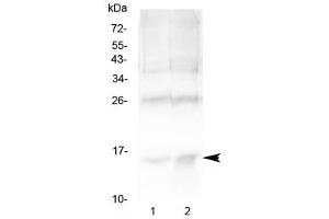Western blot testing of 1) rat spleen and 2) human U-2 OS cell lysate with Hemoglobin antibody at 0.