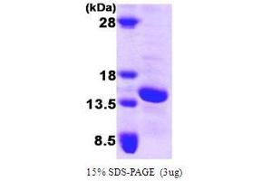 Figure annotation denotes ug of protein loaded and % gel used. (FABP5 Protein (AA 1-135))